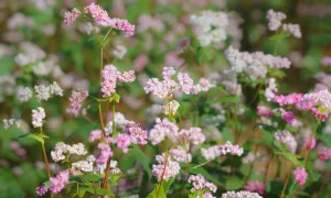 Vì sao gọi là hoa tam giác mạch?